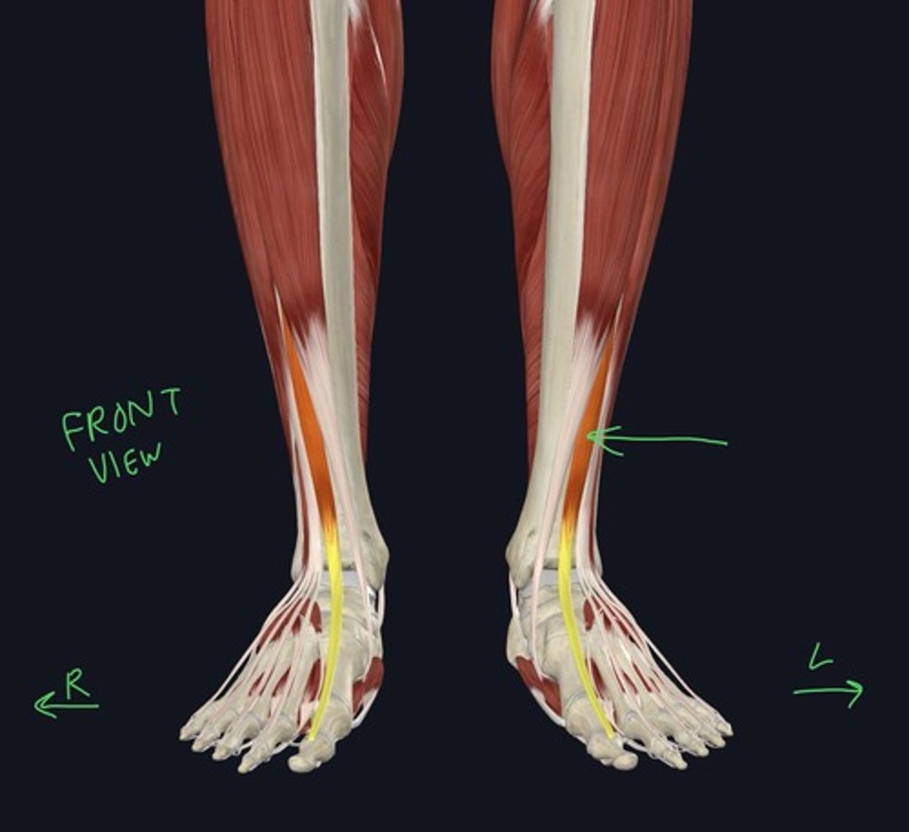 knowt flashcard image