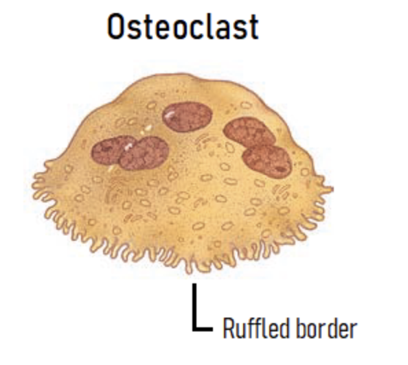 <p>-Breaks down bone of the tissue</p>