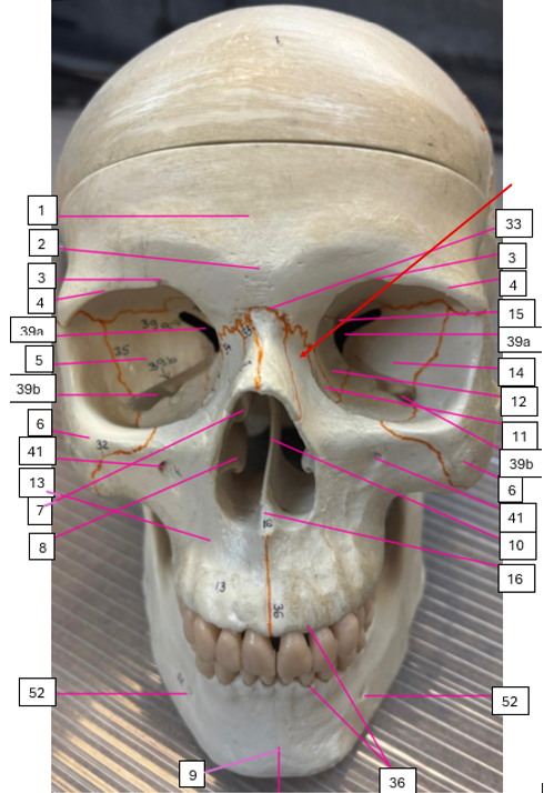 <p>What is the red arrow pointing to + what does it form?</p>