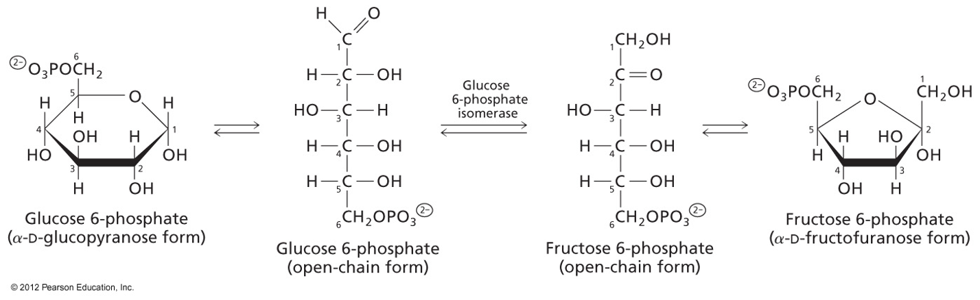 <p>Glucose 6-phosphate (Aldose)  converted to Fructose 6-phosphate (Ketose)</p><p>Enzyme: Glucose 6-phosphate Isomerase: a Isomerase</p>
