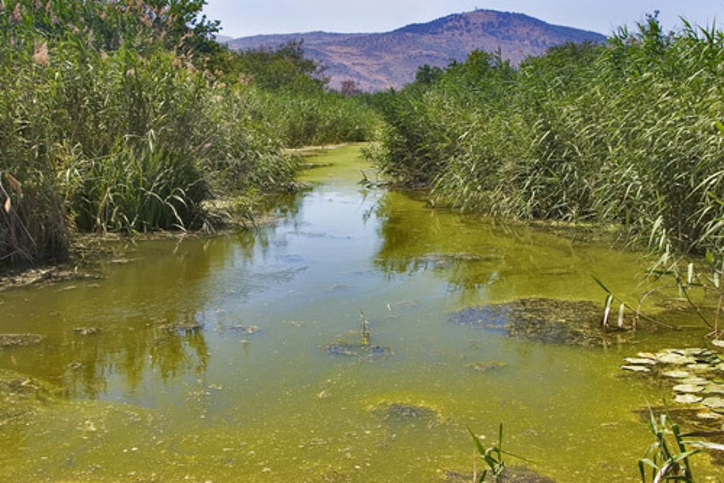 <p>... hills, irregular land often creates pools of stagnant water when it floods<br>... rivers make flooding more likely<br><br>e.g., Amazon rainforest, river floods land which creates breeding ground when water level drops at end of rainy season</p>