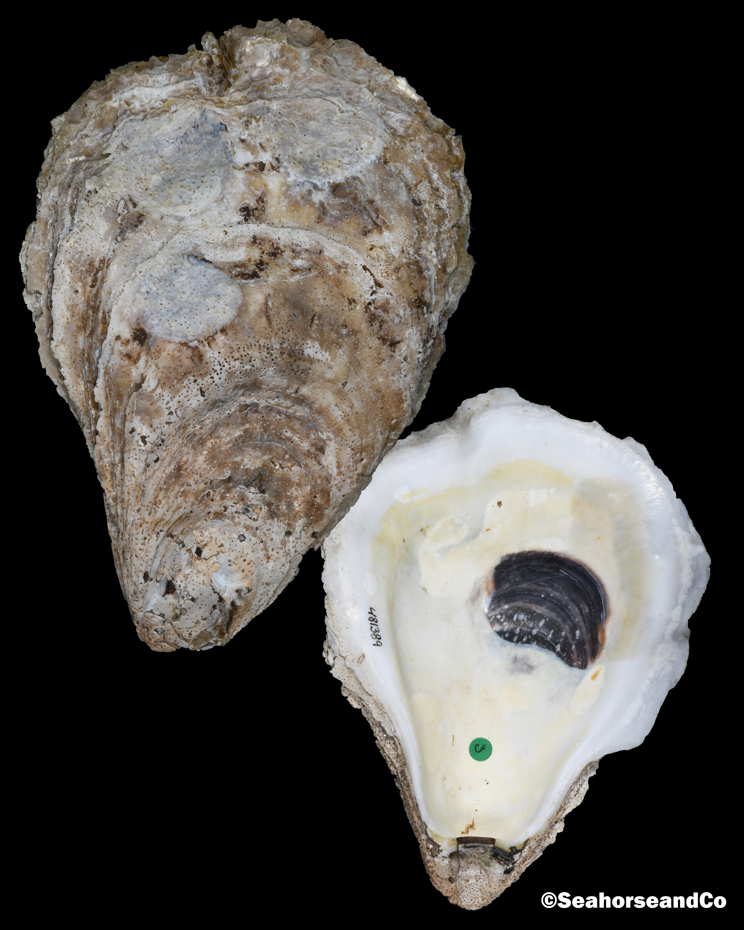 <p>phylum, class, species</p>