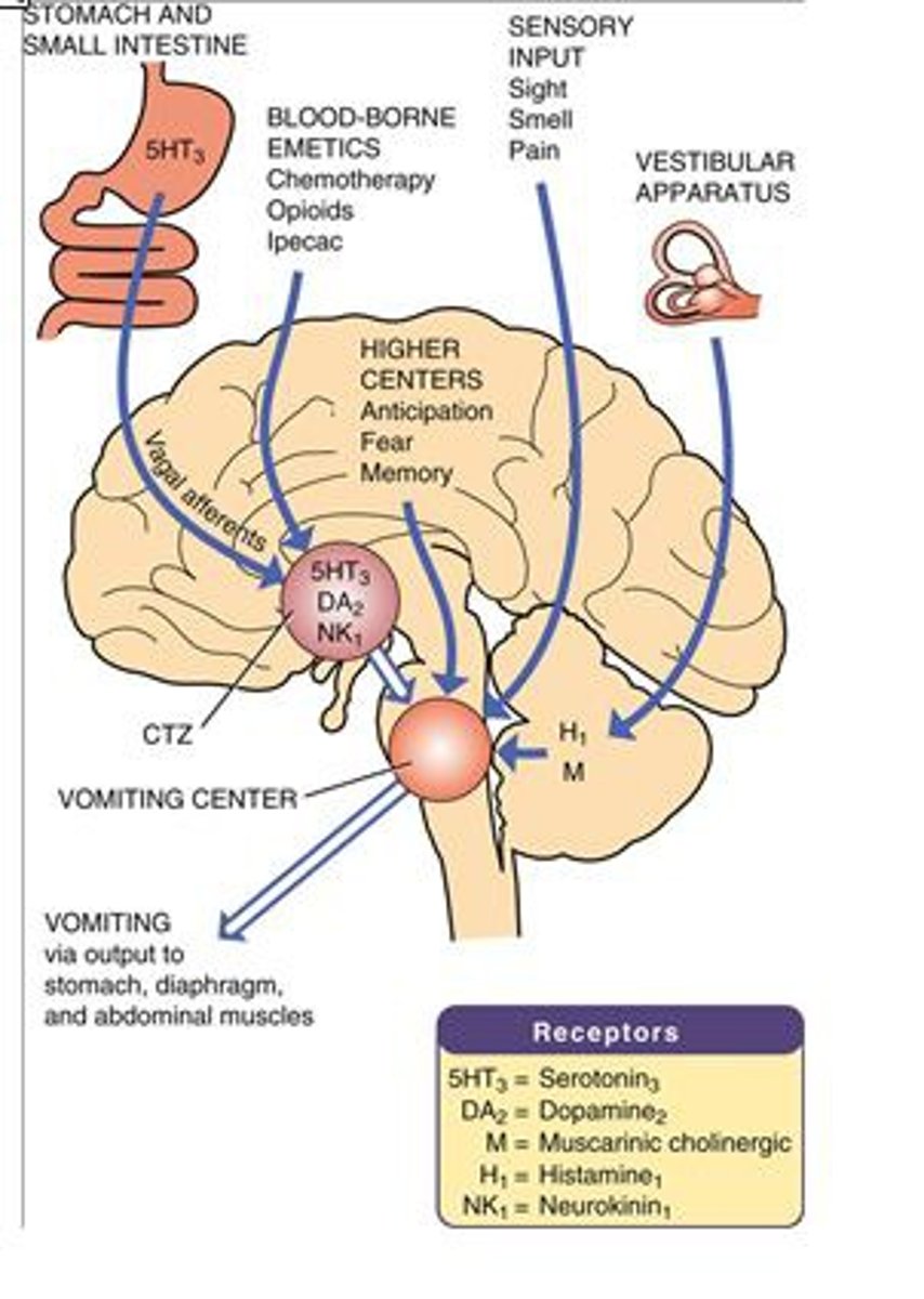 <p>medulla</p>