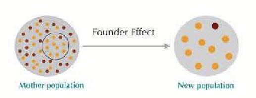 <p>When there is a lack of genetic variable due to few individuals starting a new population. </p>