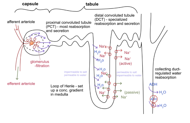 <p>Receives through afferent arteriole (approaching)</p><p>Gets rid of through efferent arteriole (exit)</p><p>Important that both are arteries → they can contract to help control pressure → blood filters at a normal rate</p>