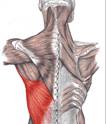 <p><span><span>large, flat muscle on the lower back</span></span></p>