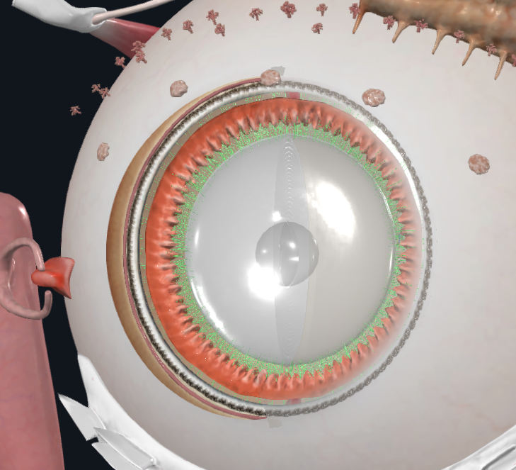 <p>What is highlighted in green</p>