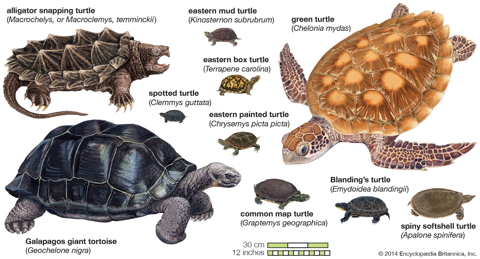 <p>Phylum?<br>subphylum?<br>Class?<br>order<br>Symmetry? Tissue type?<br>Cavity?</p>