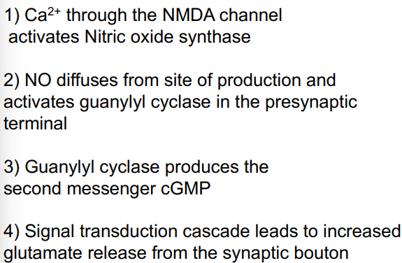 <ul><li><p>postsynaptic neurons can feedback to presynaptic neurons by retrograde neurotransmitter - Nitric Oxide (NO)</p></li></ul>