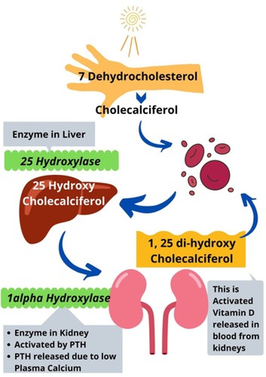 <p>It is produced by the skin from UV irradiation of Pre-D3, then metabolized by the liver and kidneys.</p>