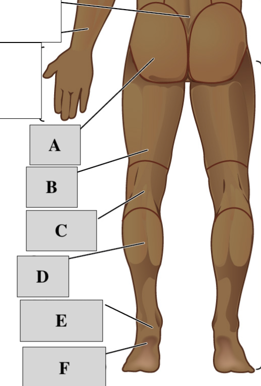 <p>Posterior Lower Body</p>