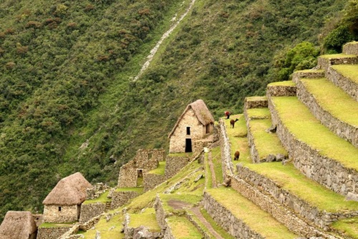 <p>Carving small, flat plots of land from hillsides to use for farming</p>