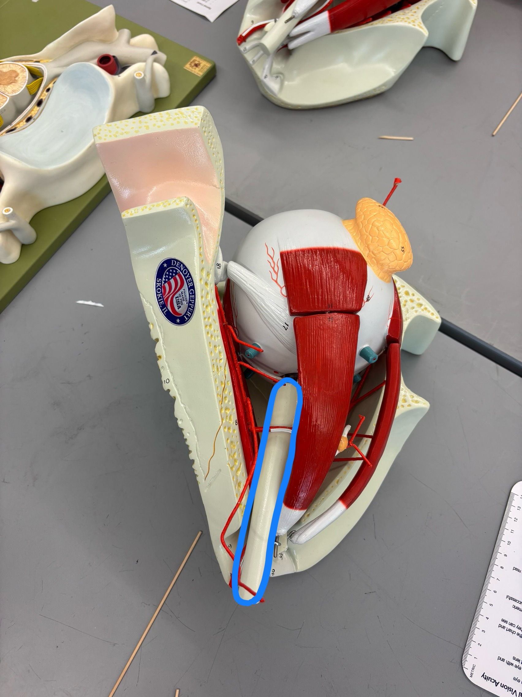 <p>What structure is this?</p>