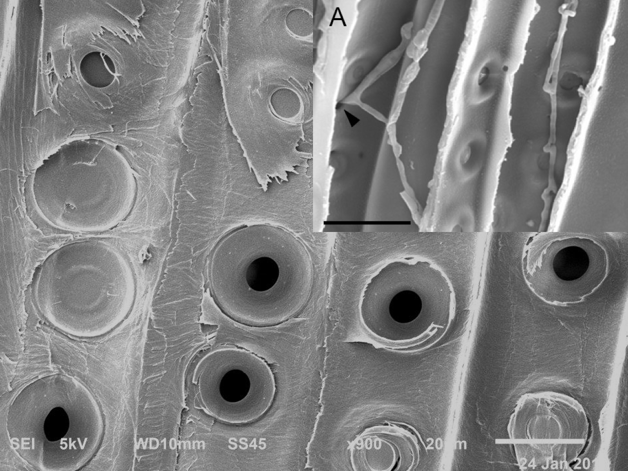 <p>the part of plant cell walls which allow the exchange of fluids between tracheids or vessel elements with pores with a membrane (torus) covering the hole</p>