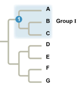 <p>where is a paraphyletic group?</p>