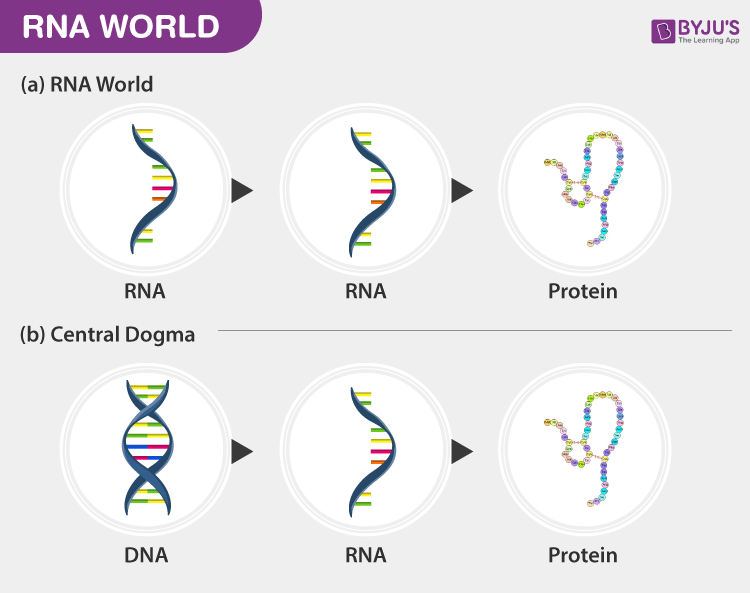 <p>It suggests that RNA was the first genetic material capable of self-replication and catalysis (<strong>the process of increasing the rate of a chemical reaction by adding a substance known as a catalyst)</strong></p><p>-<strong><mark>in the early stages of life on Earth, RNA molecules were the primary carriers of genetic information and performed catalytic functions, essentially acting as both genes and enzymes, before the evolution of DNA and protein-based life as we know it today</mark></strong>; meaning RNA came before DNA and proteins in the evolutionary timeline.&nbsp;</p>