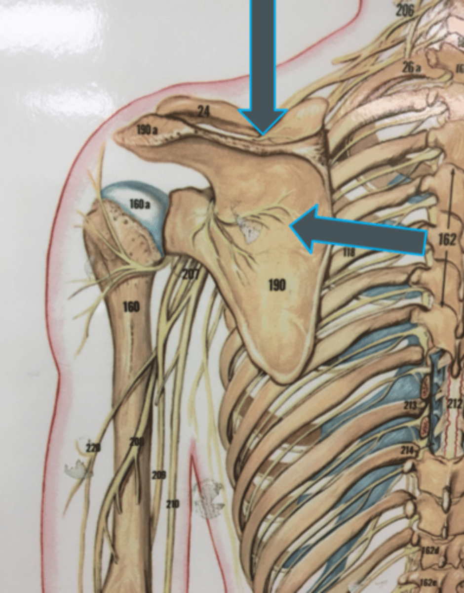 <p>innervates:<br>- supraspinatus<br>- infraspinatus</p>