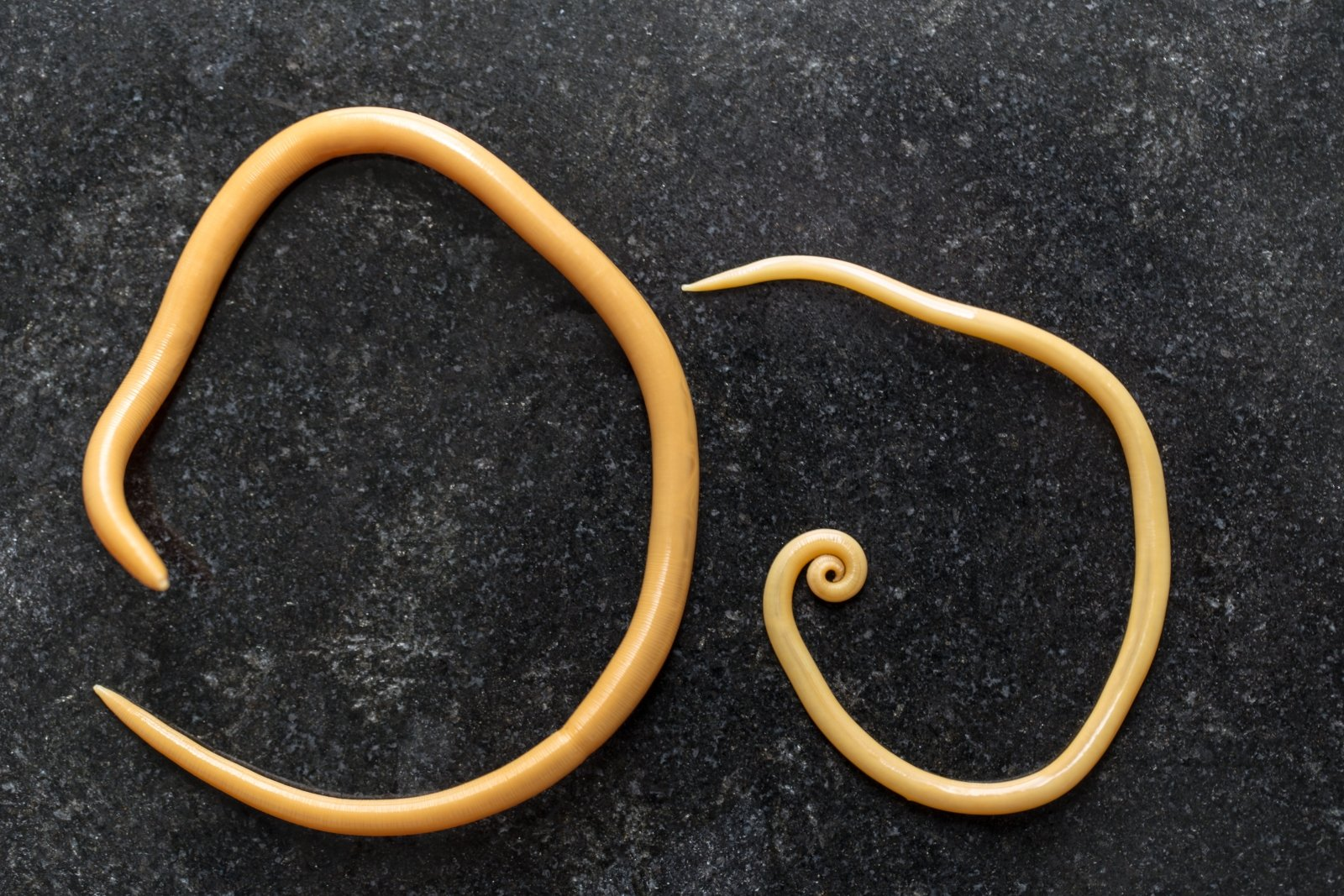 <p>kmen: NEMATODA (hlístice)</p>