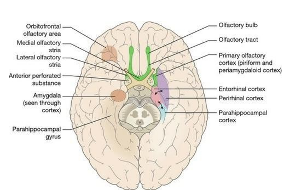 <p>1) <u>Olfactorisch epitheel</u></p><p>2) <u>Primaire olfactorische cortex</u></p><ul><li><p>directe projectie — niet langs thalamus!</p></li><li><p>via neus snel contact naar hersenen, axonuiteinden al in neus</p></li></ul><p>3) <u>Verdere verwerking door amygdala, entorhinale, perirhinale & parahippocampale cortex</u></p><ul><li><p>olfactorisch systeem nauw verbonden met limbisch systeem → reukprikkels sterke & directe impact op emoties & herinneringen</p></li></ul><p></p>