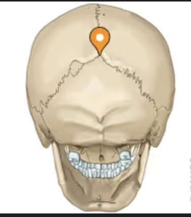 <p>Where the sagittal and lambdoidal meet</p>
