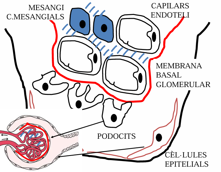 <p>sintetitzen la matriu mesangial. Capacitat macrofàgica. </p><p>Matriu mesangial: material extracel·lular</p><p>El cabdell de capilars deixa passar líquids, sals, molècules, proteïnes... </p><ul><li><p>Per tant, tant els podocits com la membrana basal glomerular com les parets capil·lars han de ser permeables (porus, fenestracions o sistemes de transports).</p></li></ul><p></p>