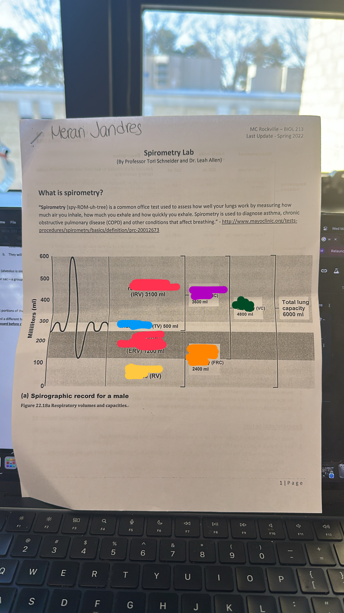 <p>FRC- air volume in lungs after normal TV exhale</p>
