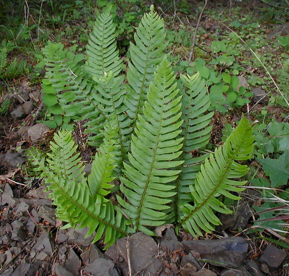 <p>Sword Fern</p>