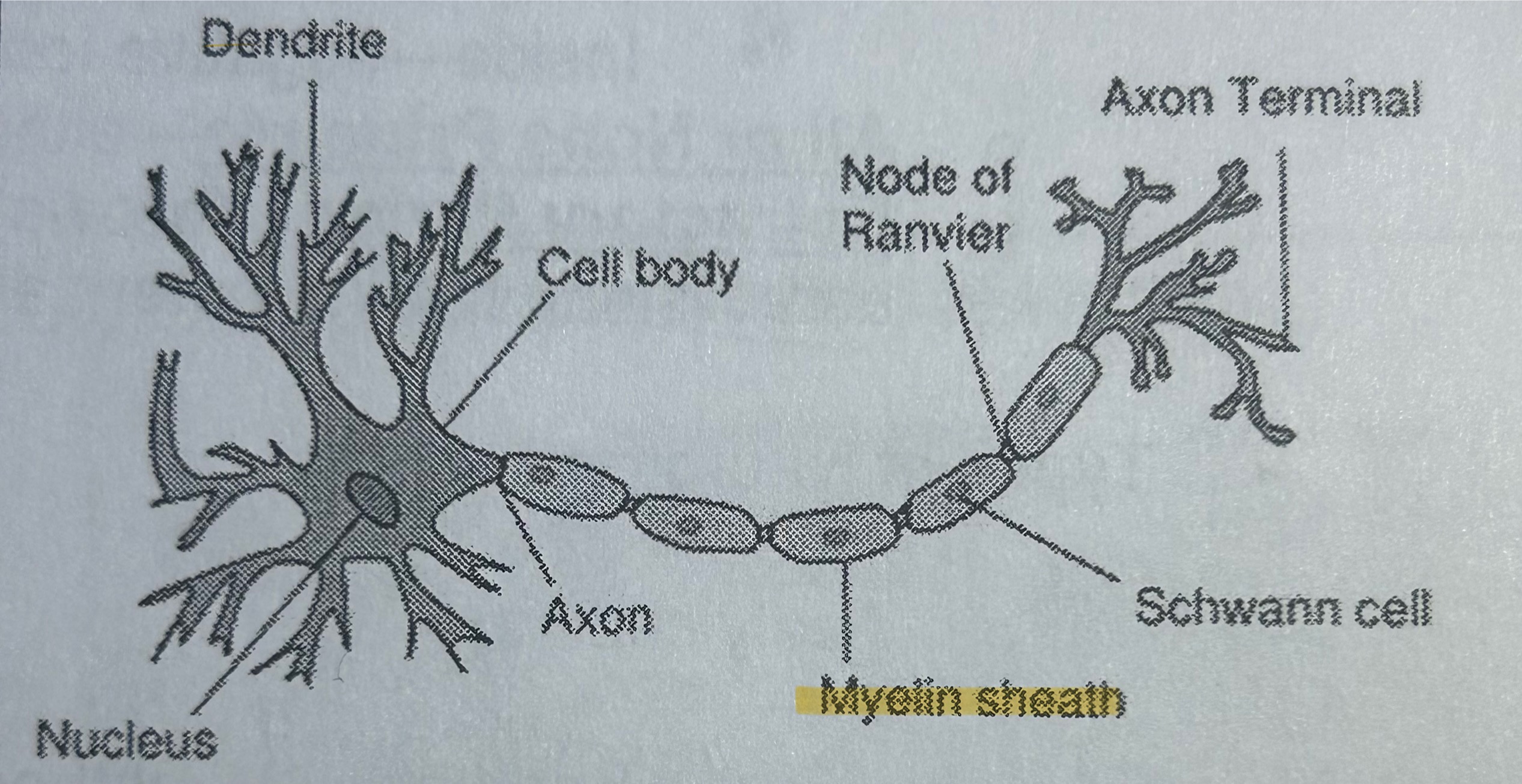 <p>Part of a neuron; fatty substance that insulates &amp; allows for faster transmission of messages (NOT TESTED)</p>