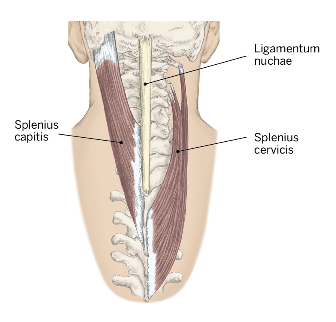 <p>O- Upper thoracic spinous processes</p><p>I- Upper cervical transverse processes</p><p>A- Cervical extension and ipsilateral rotation</p>