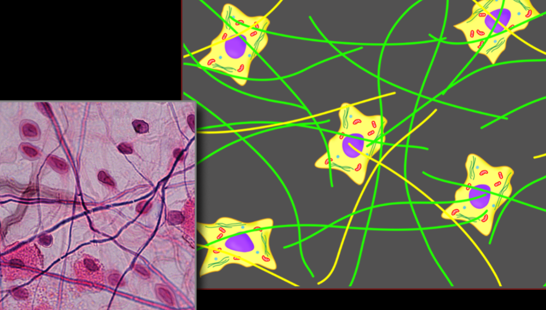 <p>Name, Distribution, Function</p>