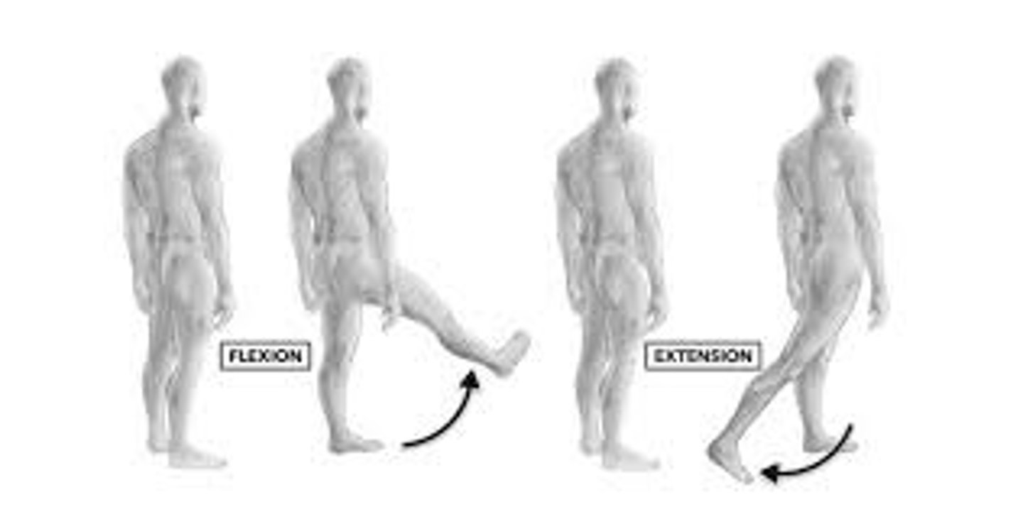 <p>Flexion &amp; Extension</p>