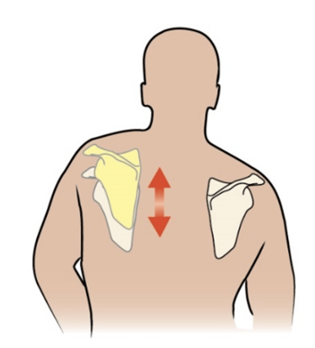 <p>- scapula move superiorly</p><p>- linear movement</p>