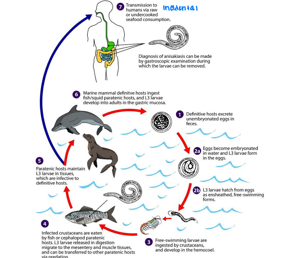 <ul><li><p>marine mammals= DH</p></li><li><p>crustaceans= 1st IH</p></li><li><p>fish= 2nd IH</p></li><li><p>humans ingests raw/insufficiently cooked fish → ingests L3 = accidental host</p></li></ul><p></p>