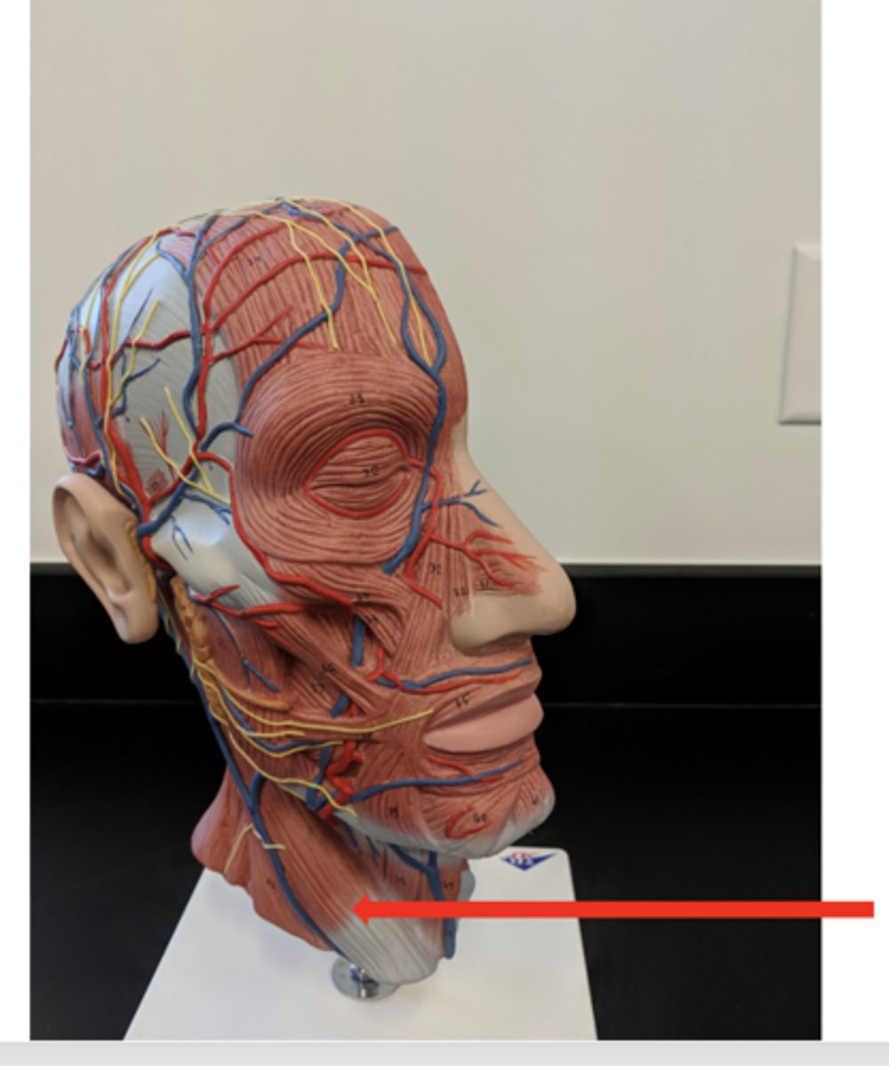 <p>what is this?</p>