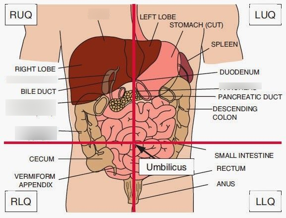 <p>What organs are in the RLQ? (5 organs)</p>