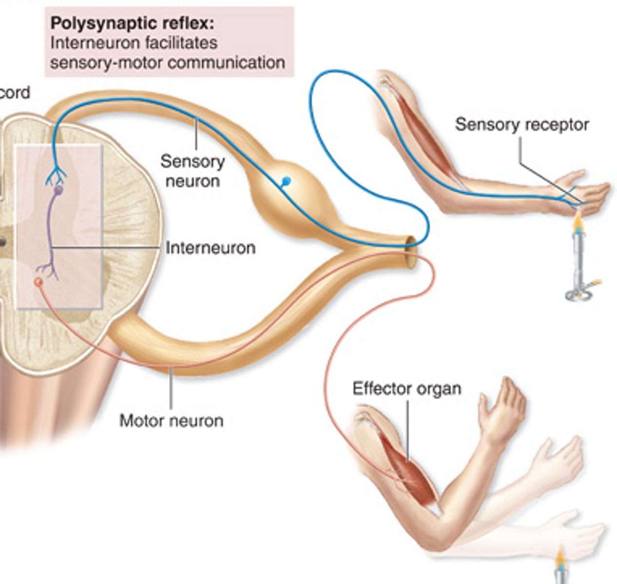 <p>Multiple synapses, slower, more complex reflex.</p>