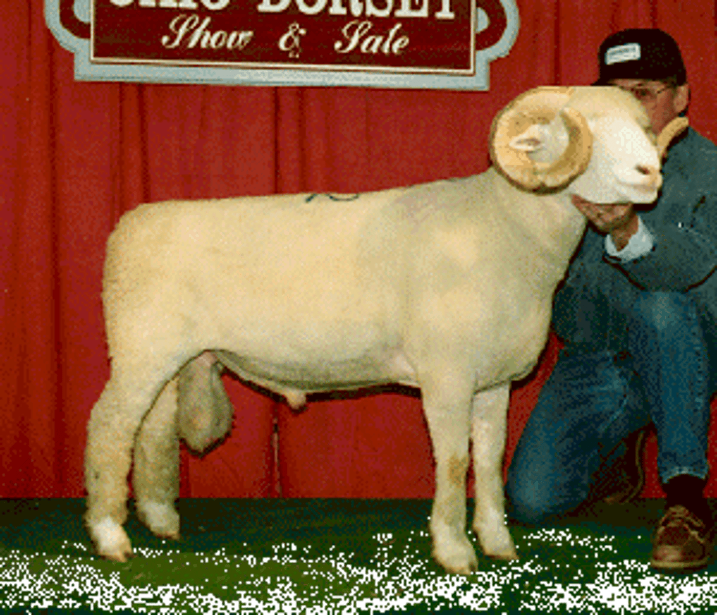 <p>White color; wool on legs</p><p>Horned or polled; horn curl resembles Rambouillet</p><p>Medium size (Rams 200-250 lb)</p><p>Not very dense wool,</p><p>No black fibers</p>