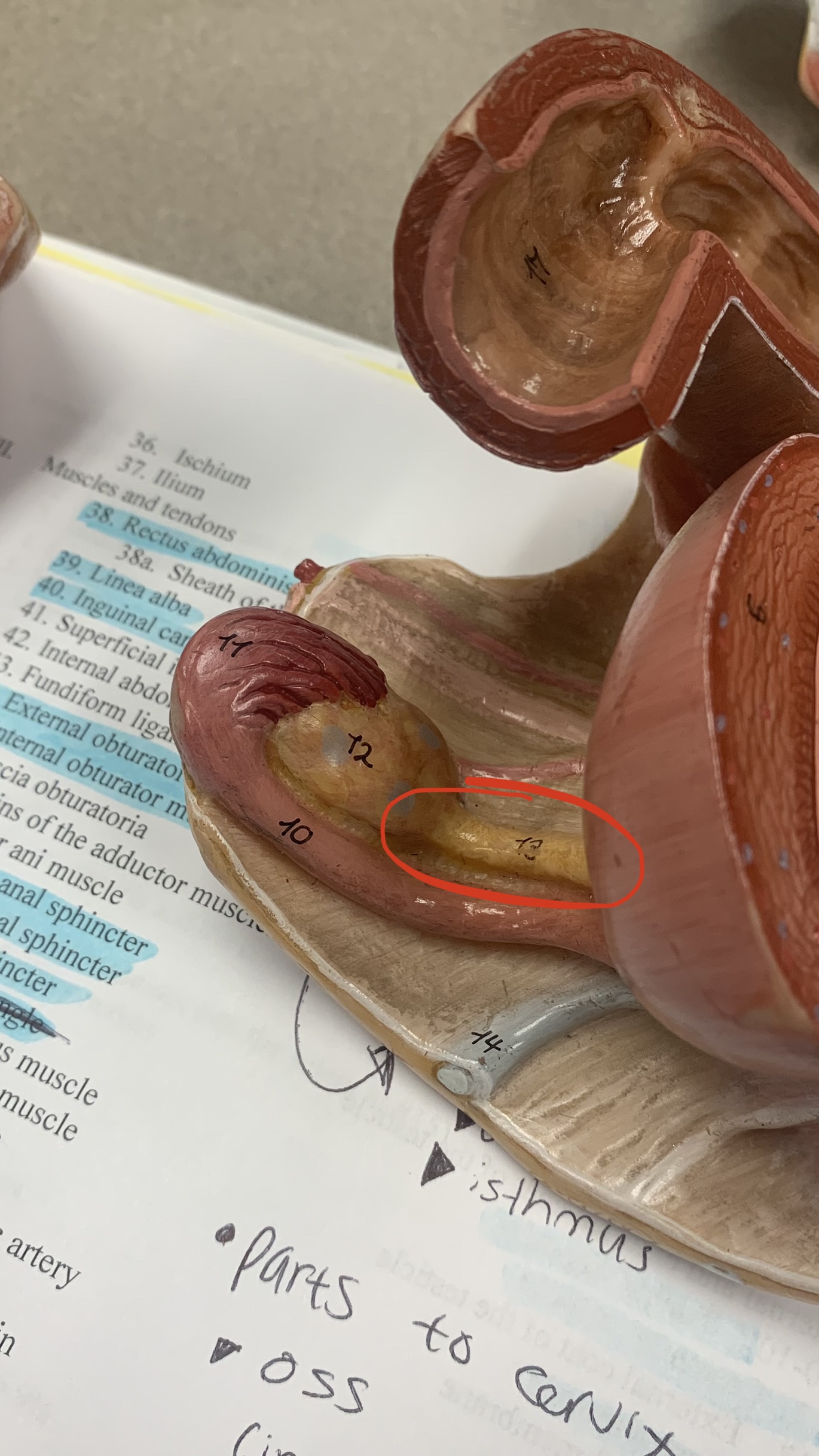 knowt flashcard image