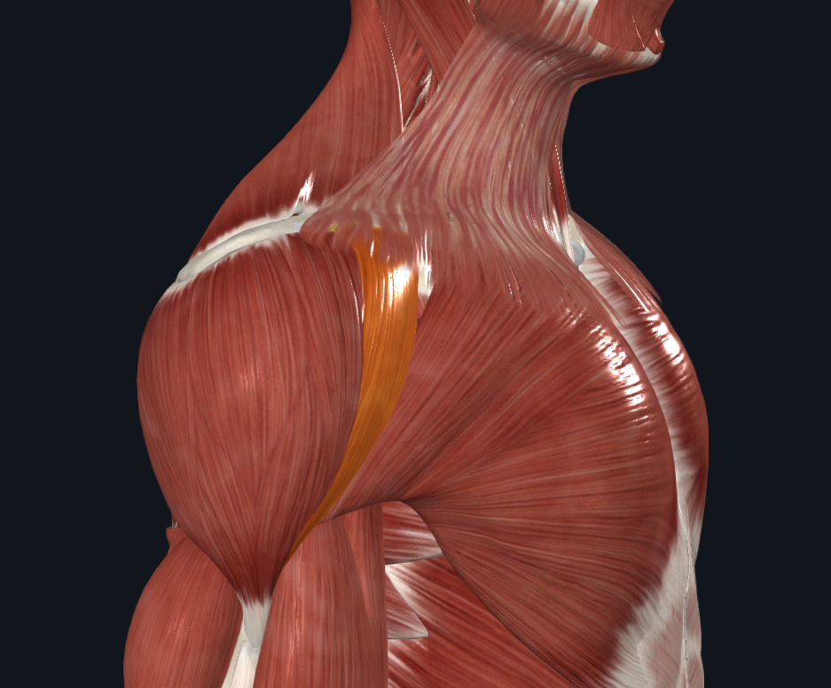 <p><strong>Nombre alterno: </strong>Porción clavicular o anterior</p><p><strong><mark data-color="yellow" style="background-color: yellow; color: inherit">Origen: </mark></strong><mark data-color="yellow" style="background-color: yellow; color: inherit">Mitad lateral del borde anterior de la clavícula</mark></p><p><strong><mark data-color="blue" style="background-color: blue; color: inherit">Inserción: </mark></strong><mark data-color="blue" style="background-color: blue; color: inherit">Tuberosidad deltoidea del húmero</mark></p><p><strong><mark data-color="red" style="background-color: red; color: inherit">Acción: </mark></strong><mark data-color="red" style="background-color: red; color: inherit">Elevación anterior y leve rotación interna del brazo</mark></p><p><strong><mark data-color="purple" style="background-color: purple; color: inherit">Inervación: </mark></strong><mark data-color="purple" style="background-color: purple; color: inherit">Nervio circunflejo o axilar del plexo braquial</mark><strong><br><mark data-color="green" style="background-color: green; color: inherit">Relaciones: </mark></strong><mark data-color="green" style="background-color: green; color: inherit">Protege la articulación acromioclavicular y escapulohumeral</mark></p><p><strong>Notas:</strong></p><p>Es el anterior de 3</p>