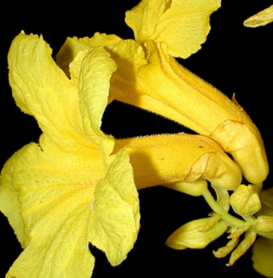 <p>Bignoniaceae (Tropical Snapdragon)</p>