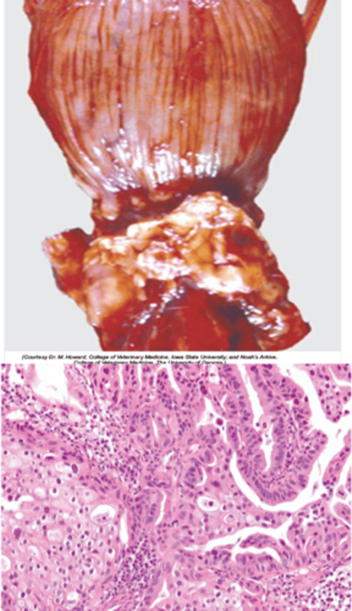 <p>Constipation, urinary stasis, cachexia, and locomotor abnormalities</p><ul><li><p>The cachexia can be considered a paraneoplastic syndrome</p></li></ul><p></p>