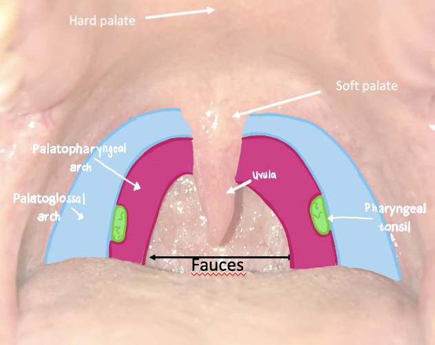 <p>What do the platopharyngeal arches connect and what muscle can you find here</p>