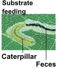 <p>substrate feeding </p>