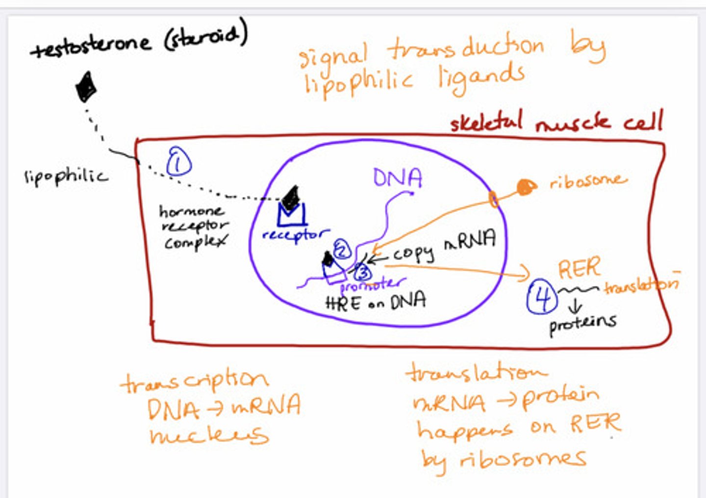 <p>Steroid action:</p><p>1- steroid diffuses through cell and binds to its receptor in the nucleus (nuclear receptor)= which is the hormone receptor complex (HR) (hormone receptor complex means, that the ligand is bound to the hormone receptor)</p><p>2-Then the HR binds to DNA to drive transcription of a particular gene:</p><p>. HR binds to hormone response element (HRE)</p><p>.HRE is located (close to the promotor)at the starting sequence of the desired gene.</p><p>3-Then transcription proceeds: to mRNA, then mRNA travels into the cytosol.</p><p>4- Then translation proceeds:</p><p>EX; HRE binds to the DNA, close to the promotor, and stars transcription. </p><p>then DNA to mRNA= transcription</p><p>Then mRNA to Protein = translation.</p><p>Eicosanoid action:</p><p>1-Eicosanoids bind to their hormone receptors in the cytosol (HR)</p><p>2-then the Hormone receptor (HR) diffuses(crosses) into the nucleus.</p><p>3-Then the HR(hormone receptor NOT the eicosanoid but HR) binds to the DNA , at the HRE (which is located close to the promotor) to drive the transcription of a particular gene:</p><p>.the hormone receptor binds to the hormone response element (HRE)</p><p>.The hormone receptor element(HRE) it is located at the starting sequence of the desired gene (which means that here is where the transcription will begin. the Golgi apparatus reads the HRE to know where to send that specific protein).</p><p>4-Then the transcription proceeds: mRNA then the mRNA travels from the nucleus into the cytosol.</p><p>5-Then in the cytosol translation proceeds:</p><p>EX; HRE binds to the DNA, close to the promotor, and stars transcription. </p><p>then DNA to mRNA= transcription</p><p>Then mRNA to Protein = translation.</p>