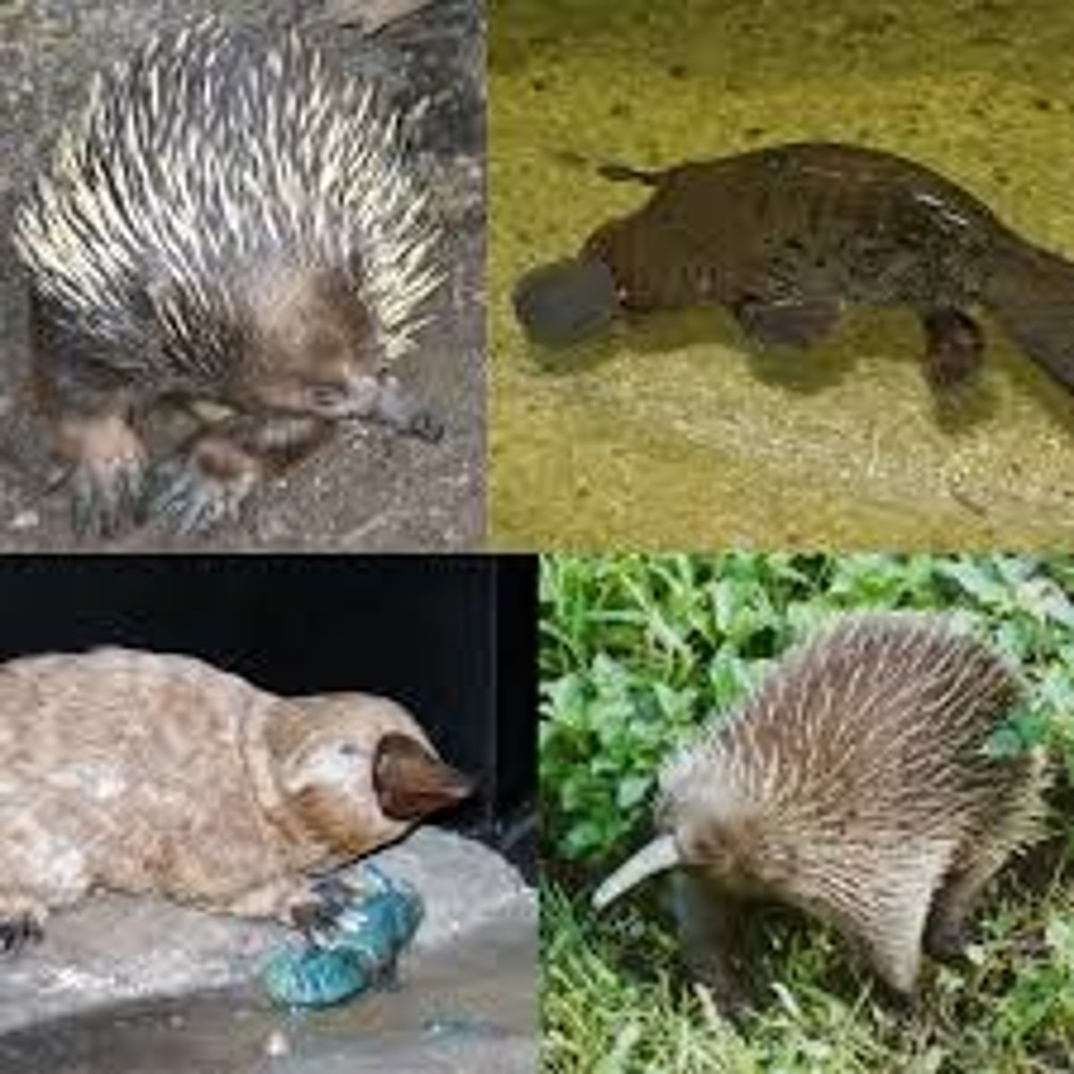 <p>- Egg laying mammals</p><p>- Monotremes: platypus</p>