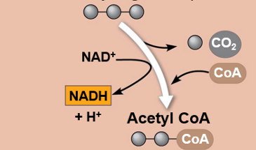 <p>Pyruvate oxidation</p>