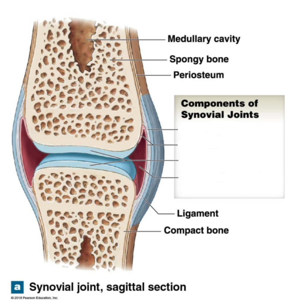 <p>What are the components of synovial joints </p>