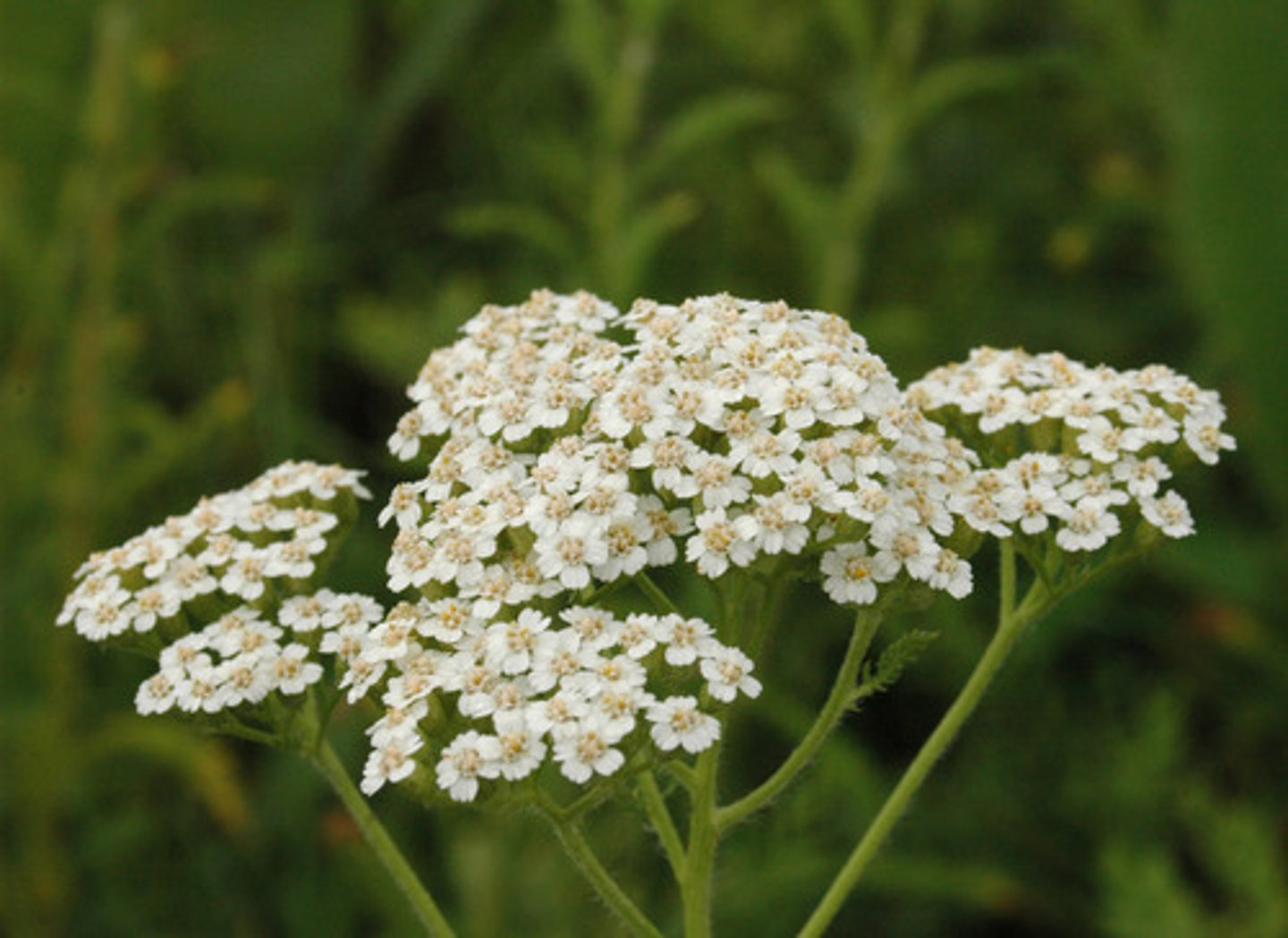 <p>yarrow</p>