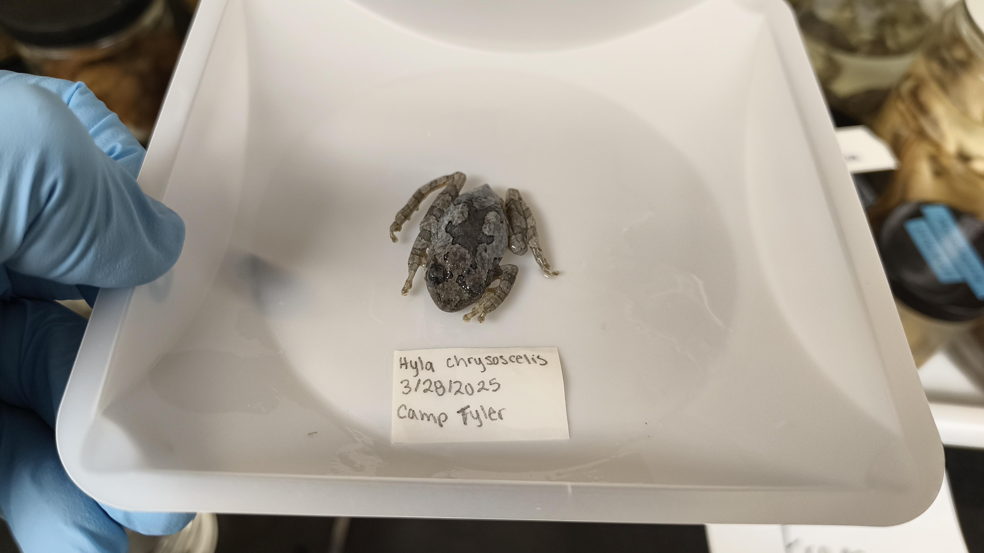 <p>Hylidae Hyla chrysoscelis</p>