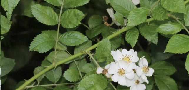 <p>multiflora rose</p>